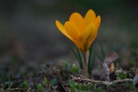 small growing yellow flower in the garden