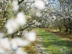 spring garden in white bloom