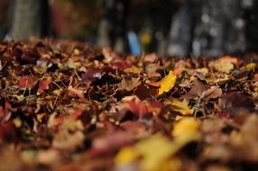 Dry autumn foliage