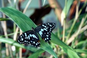 tropical black and white butterfly