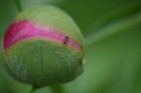 closed Bud of the peony and the ant