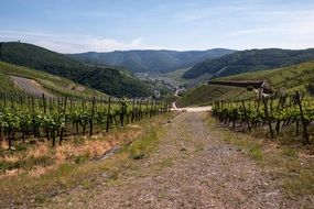 wine growing in dernau