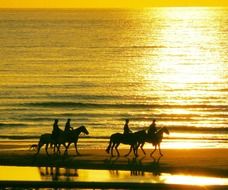 People riding horses on the beach during sunset