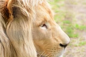 brown lion male portrait