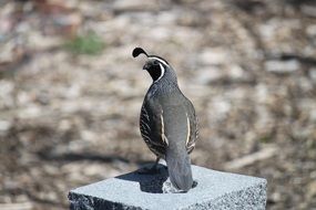 quail bird in the wildlife