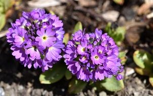 primrose is spring flowers