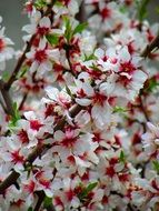 branch with white-pink flowers