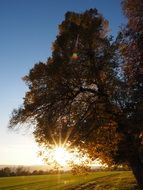 dazzling star in the tree