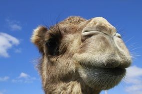 head of a camel on a background of blue sky with clouds