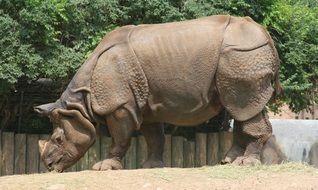 sculpture of a rhinoceros at the zoo