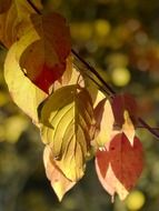 a photo of yellow foliage