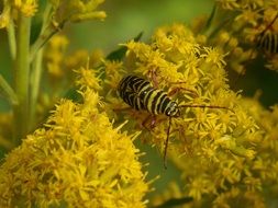 Black and yellow beetle on the flowers