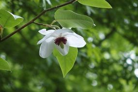 very beautiful magnolia