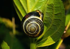 snail on a green leaf in the forest