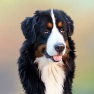 dog breed Bernese Mountain Dog