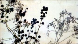 silhouette of black plants