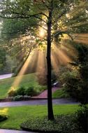 picture of the sunrays at the park