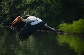 Picture of the crane is flying over the river