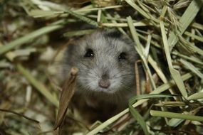 mouse hiding in hay