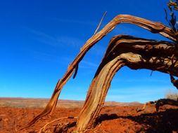 root of the tree in the desert in Utah