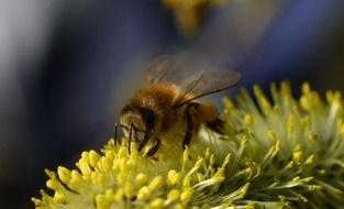 bee macro insect