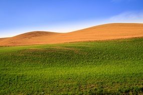 Green field in the nature