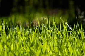 Close-up of a beautiful green bulrush of different shades
