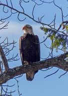 Picture of the bald eagle bird is on a tree branch