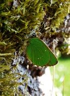 green butterfly in the wildlife