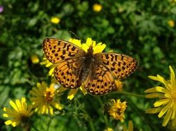 spotted butterfly on a yellow flower in wildlife