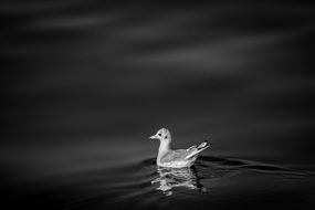 little bird on the water in black and white image