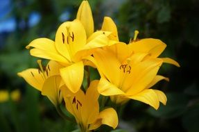 Yellow lilies on a blurred background