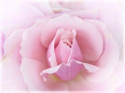 pink rose flower