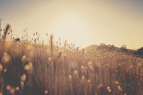wonderful plants in sun rays