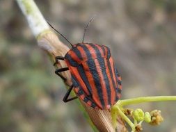 striped black-orange beetle close