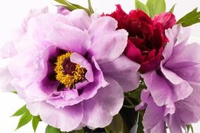 purple and red peony flower bouquet
