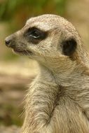 meerkat looking away, portrait