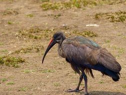 hadda ibis bird walking, kenya