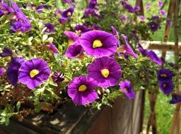 bright garden blue flowers petunia