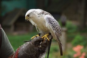 bird raptor falconry of prey on hand