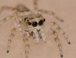 Photo of the predator spider