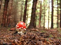 bright fly agaric among dry grass in the forest