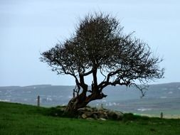 lonely black tree on a green hill