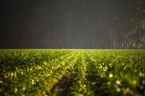 green vegetable patches