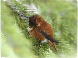 Hummingbird among fir branches