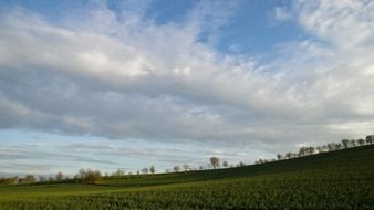 Trees on the edge of a green field