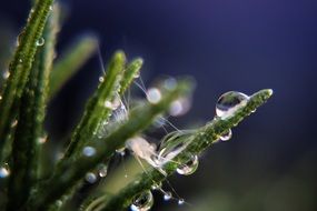 Close-up of the water drops on beautiful green grass at blurred background