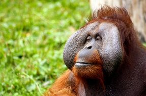 brown orangutan on green grass on a blurred background