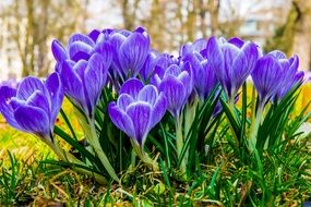 Crocuses are spring flowers on a blurred background
