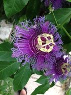 passionflower flower